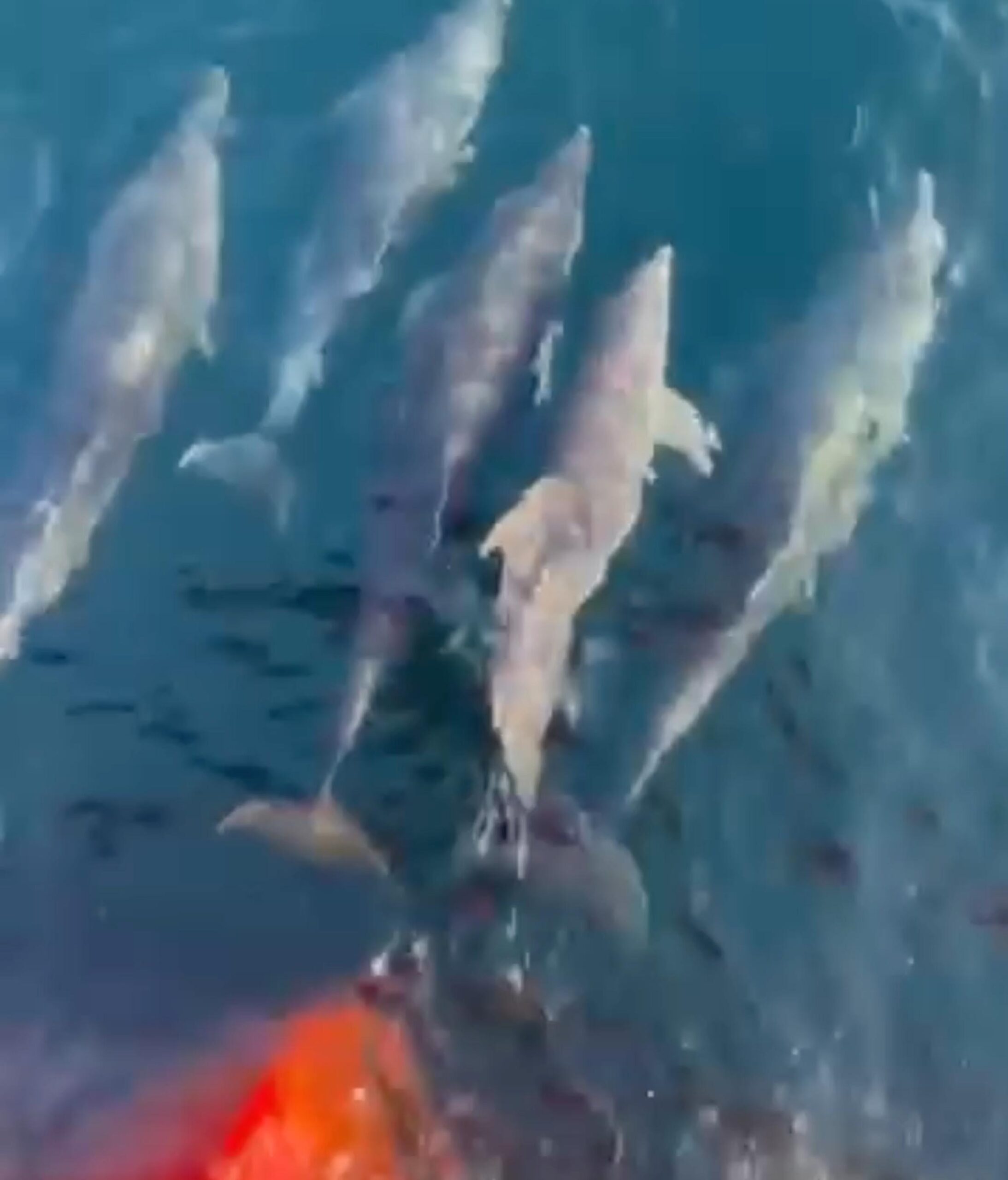Tekirdağ açıklarında yunuslar, feribotun yanında yüzdü Tekirdağ açıklarında yunuslar, feribotun yanında yüzdü