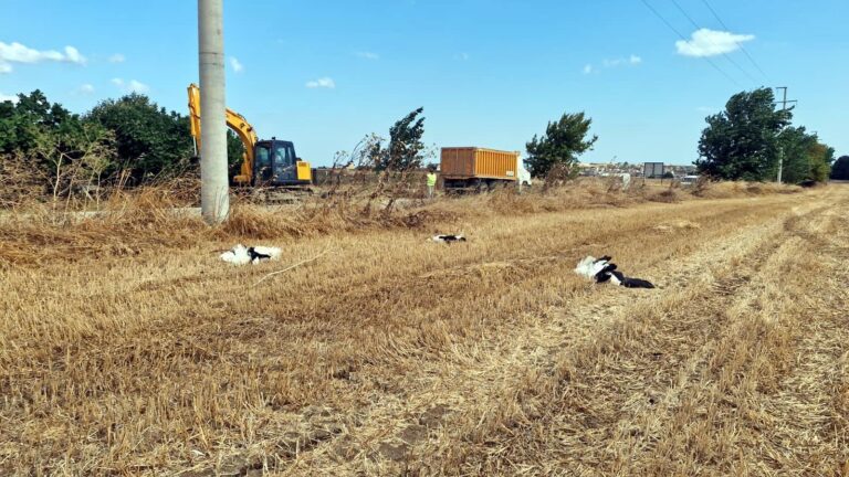 Tekirdağ’da 30 leylek akıma kapılarak öldü