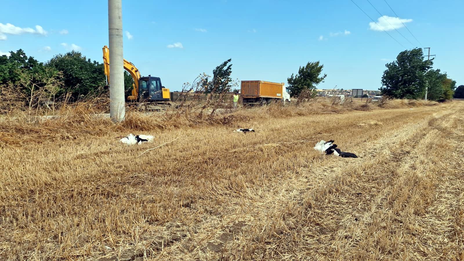 Tekirdağ’da 30 leylek akıma kapılarak öldü Tekirdağ’da 30 leylek akıma kapılarak öldü