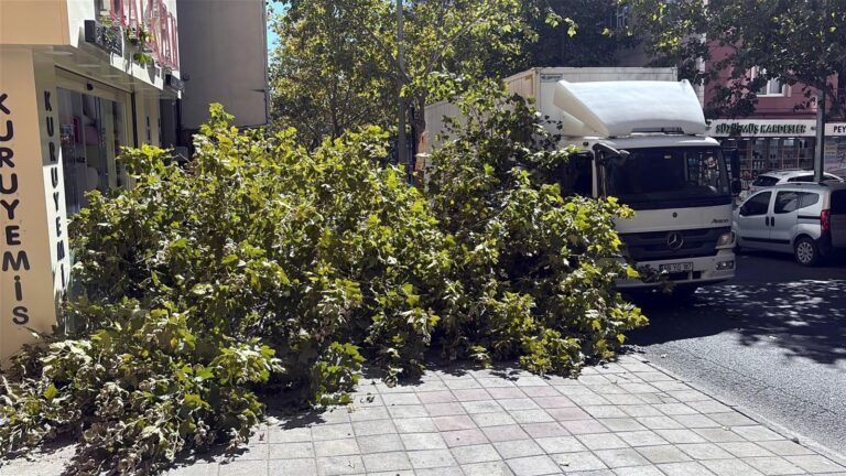 Kontrolden Çıkan Kamyonetin Çarptığı Ağaç Devrildi
