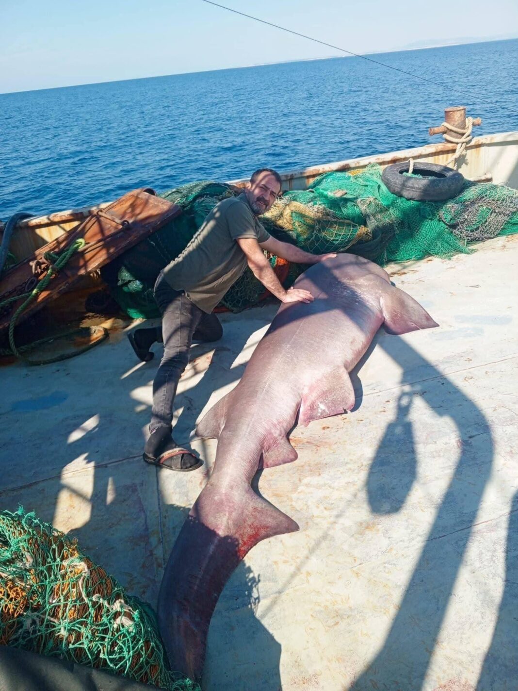 Ağına 350 kiloluk ‘boz camgöz’ türü köpek balığı takıldı Ağına 350 kiloluk ‘boz camgöz’ türü köpek balığı takıldı