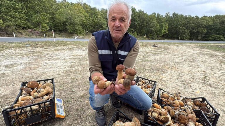 Istranca Ormanları’nda mantar bereketi