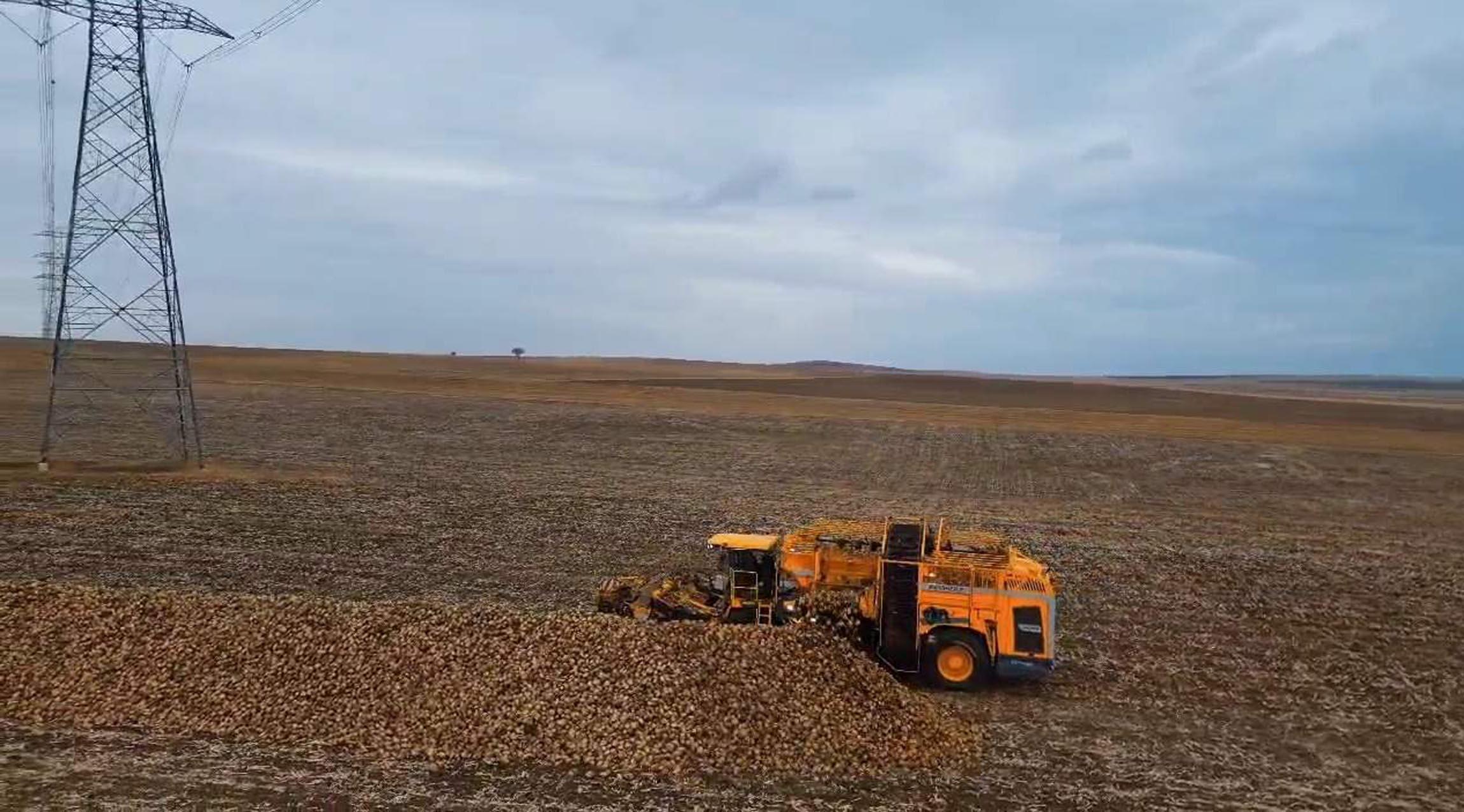 Tekirdağ’da şeker pancarında dekar başına 10 ton verim elde edildi Tekirdağ’da şeker pancarında dekar başına 10 ton verim elde edildi